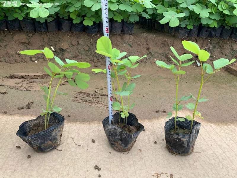 決明子杯苗小苗
