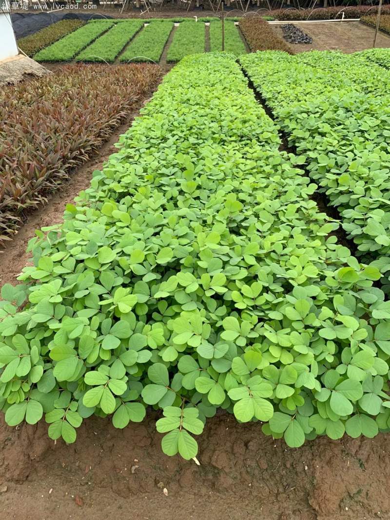 決明子杯苗小苗