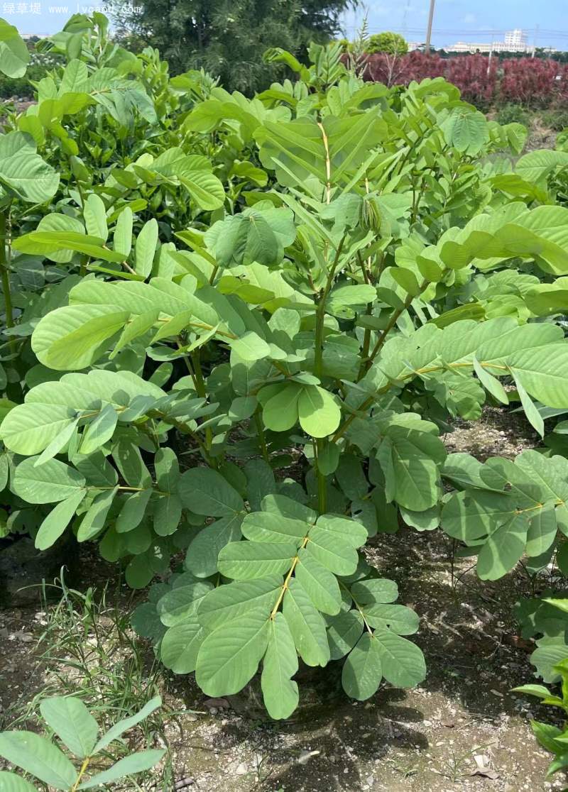 決明子杯苗小苗