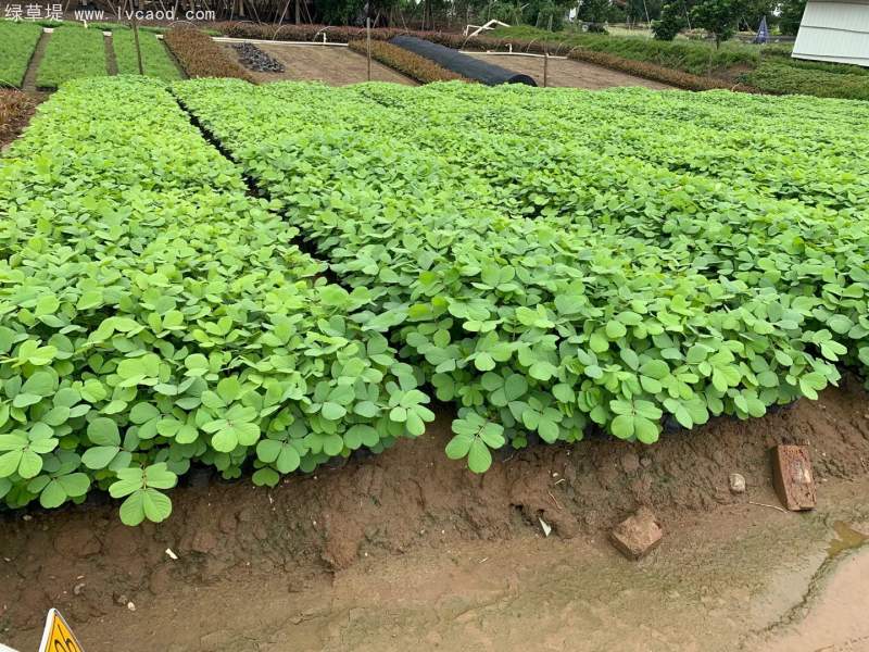 決明子杯苗小苗