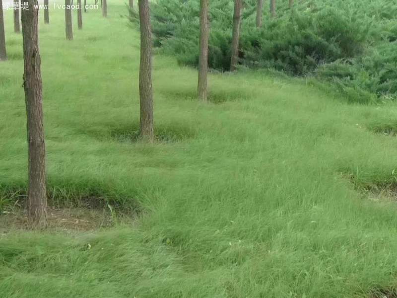 野牛草盆栽杯苗