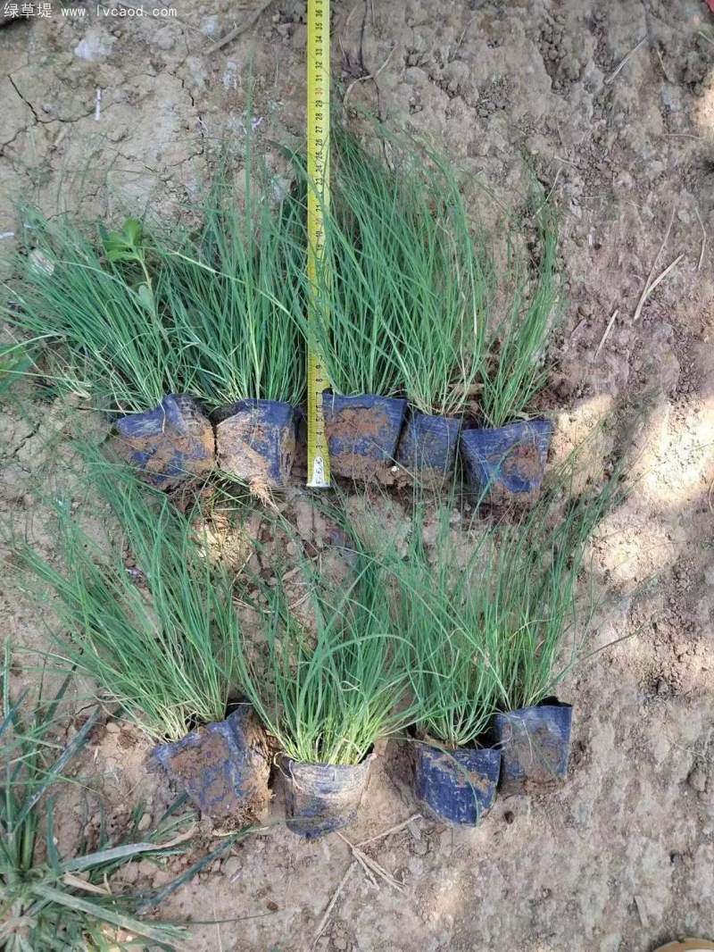 野牛草盆栽杯苗