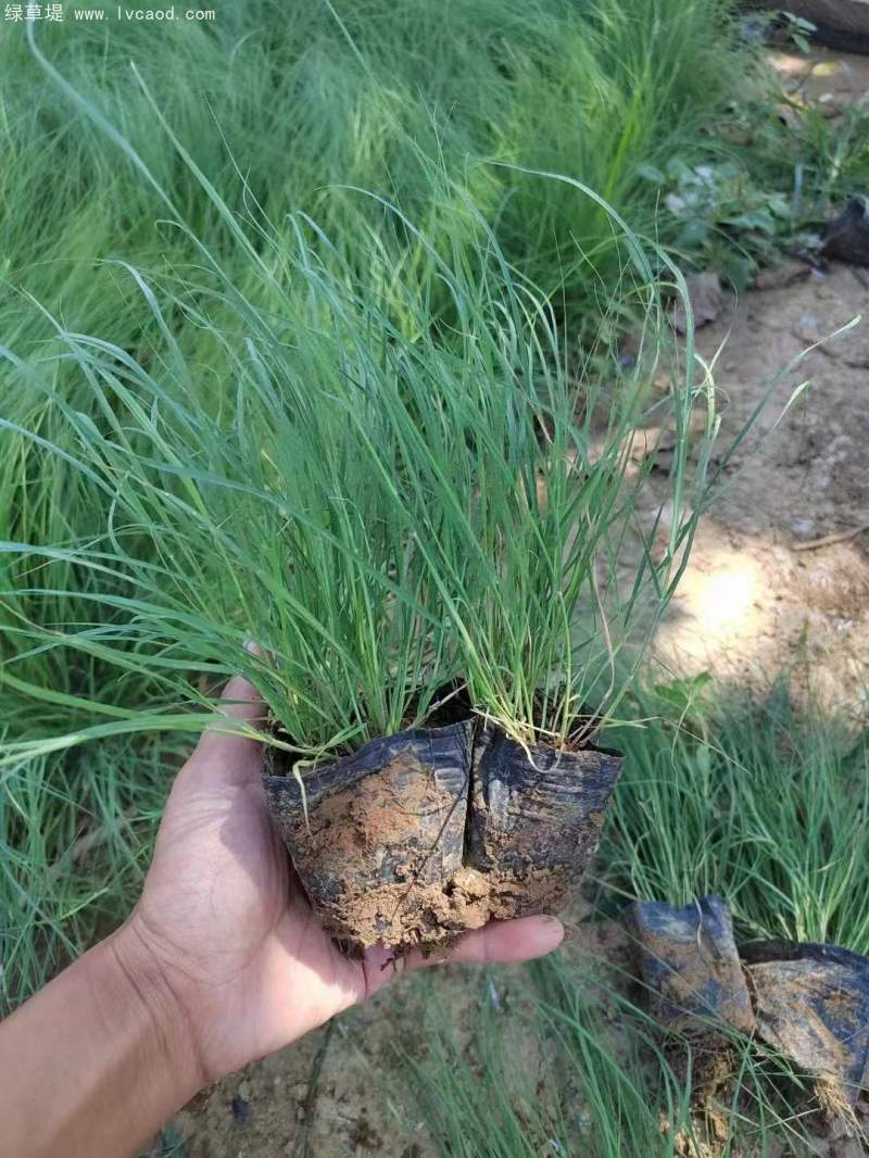 野牛草盆栽杯苗