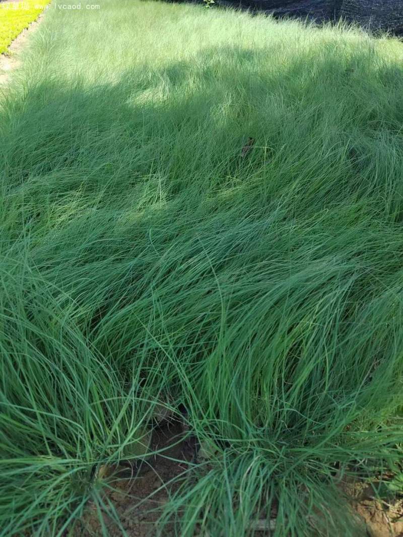 野牛草盆栽杯苗