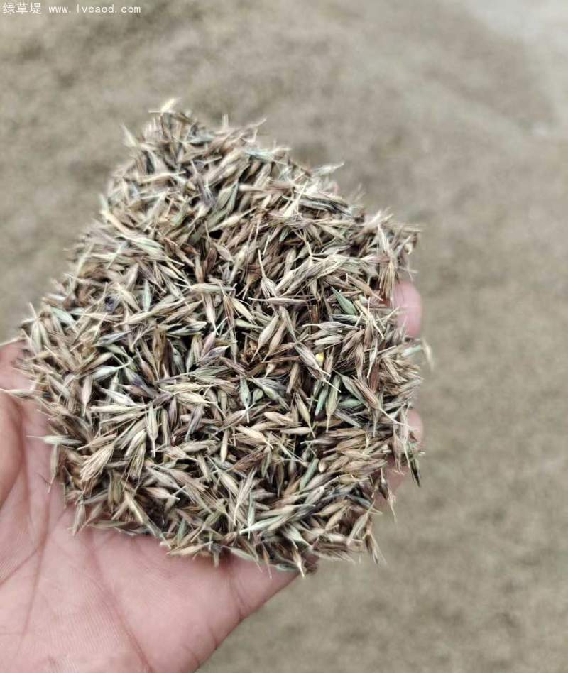 羽絨狼尾草種子