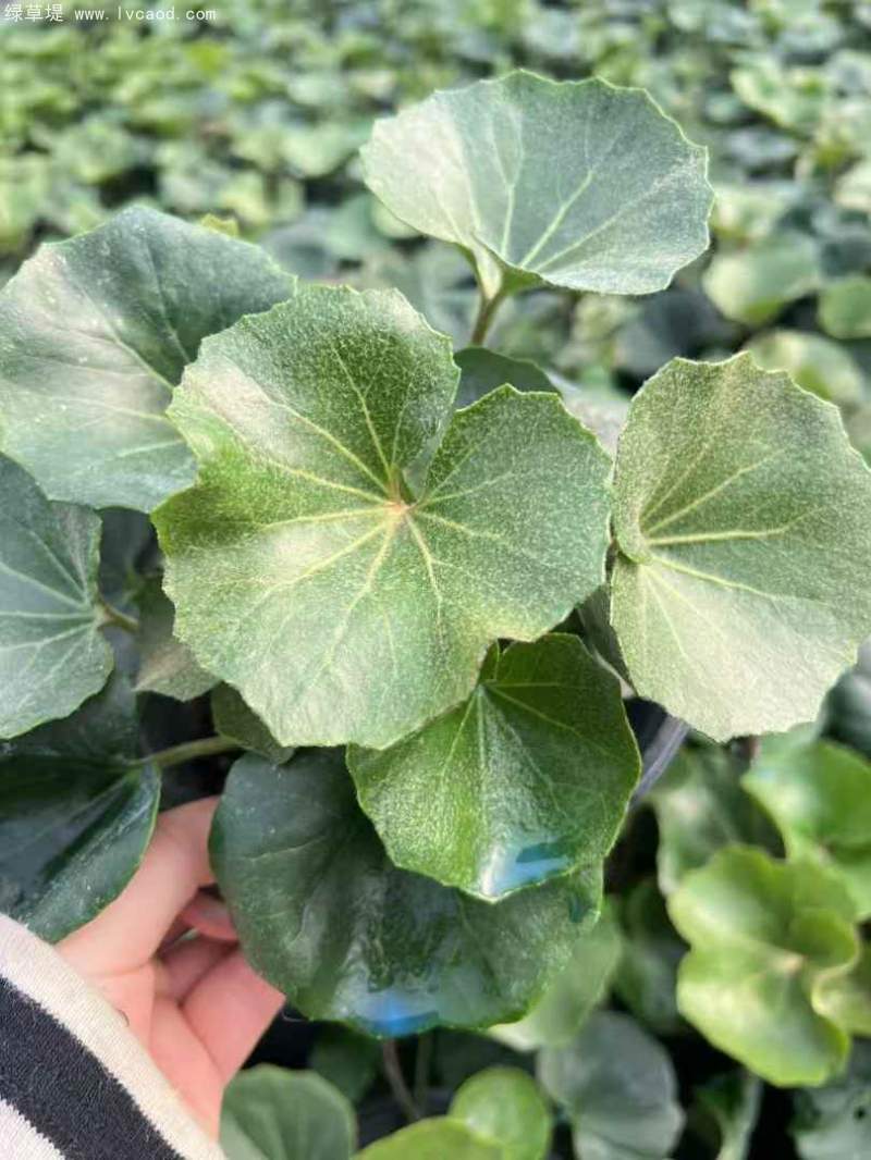 大吳鳳草盆栽杯苗