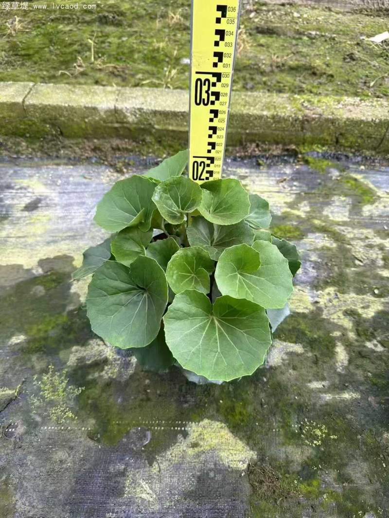 大吳鳳草盆栽杯苗