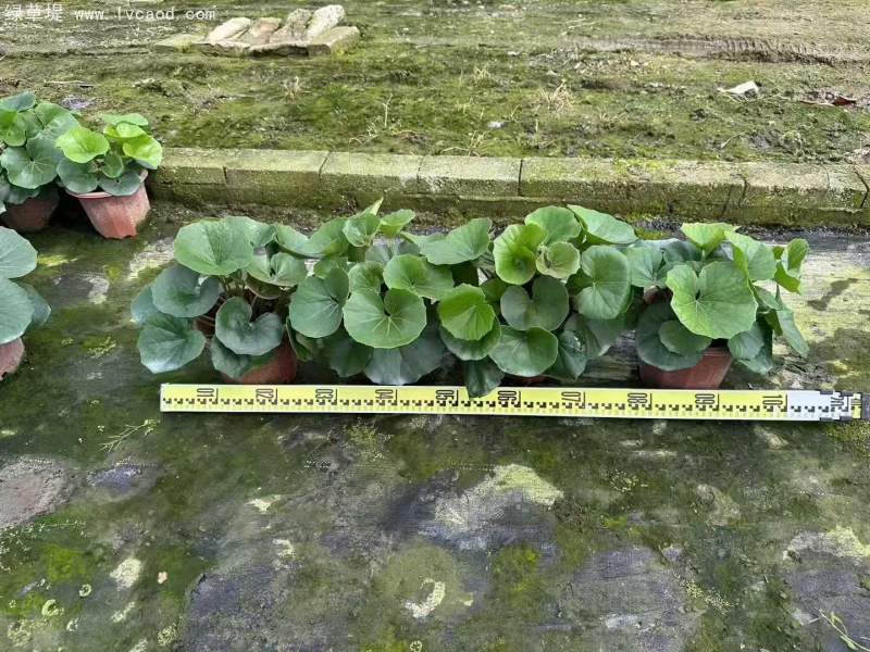 大吳鳳草盆栽杯苗