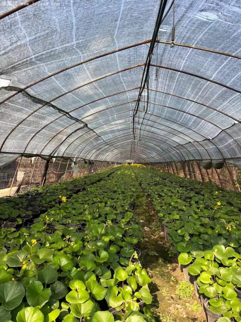 大吳鳳草開花狀態(tài)