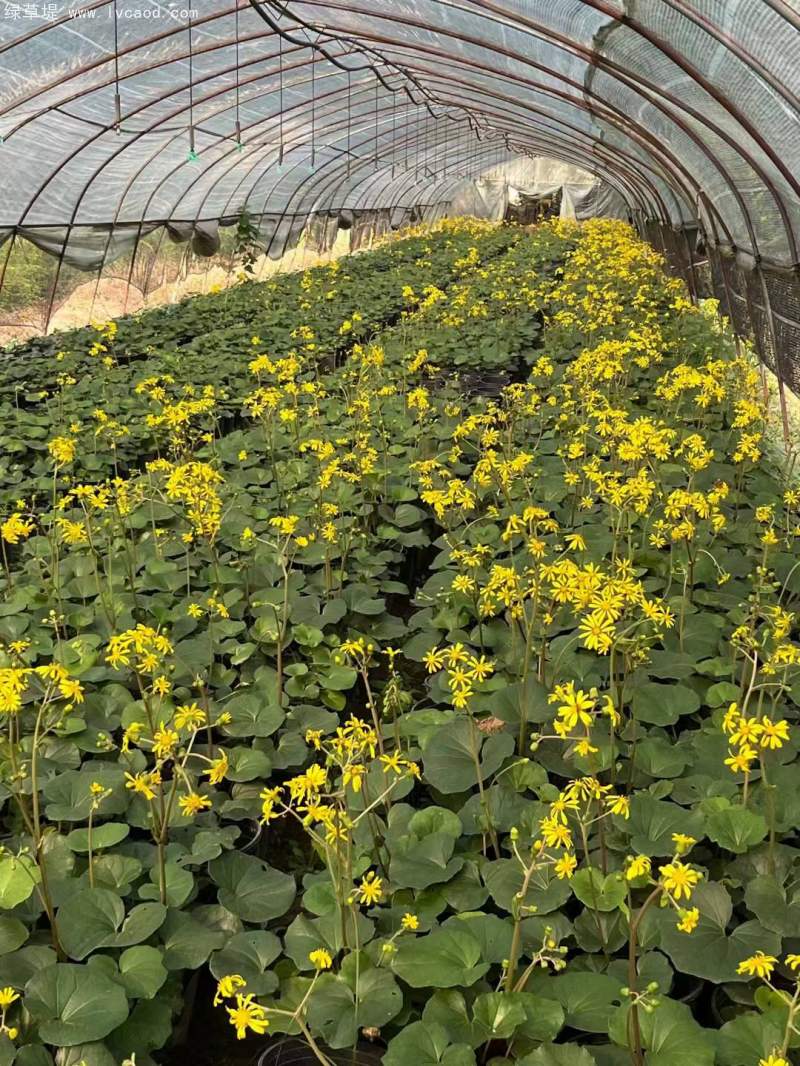 大吳鳳草開花狀態(tài)