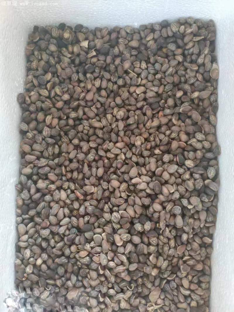 五針?biāo)煞N子