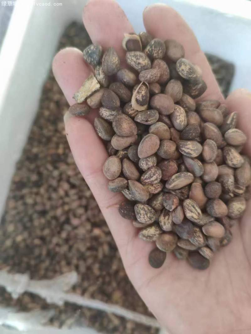 五針?biāo)煞N子