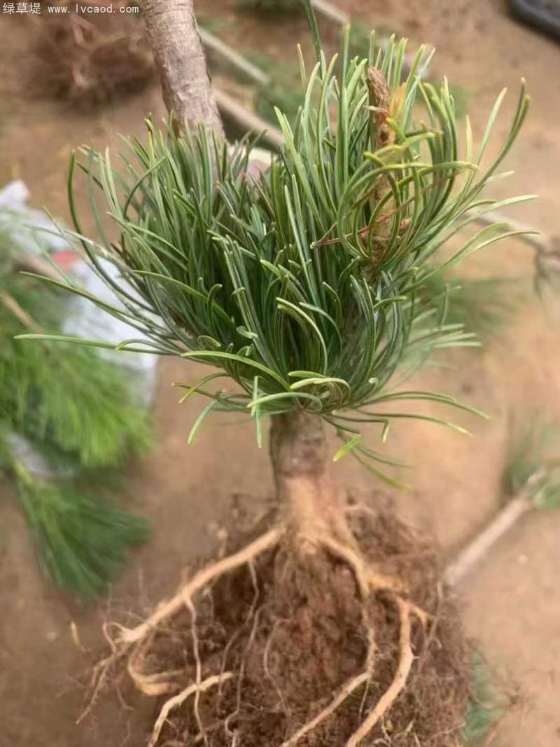 五針?biāo)擅缧∶?/></p><p style=