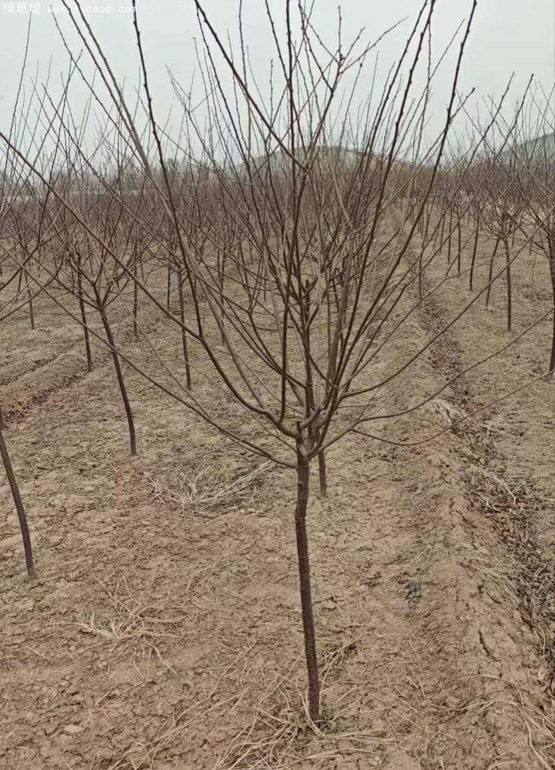 單桿榆葉梅樹苗