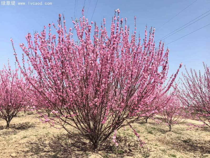 叢生榆葉梅春天開花花朵
