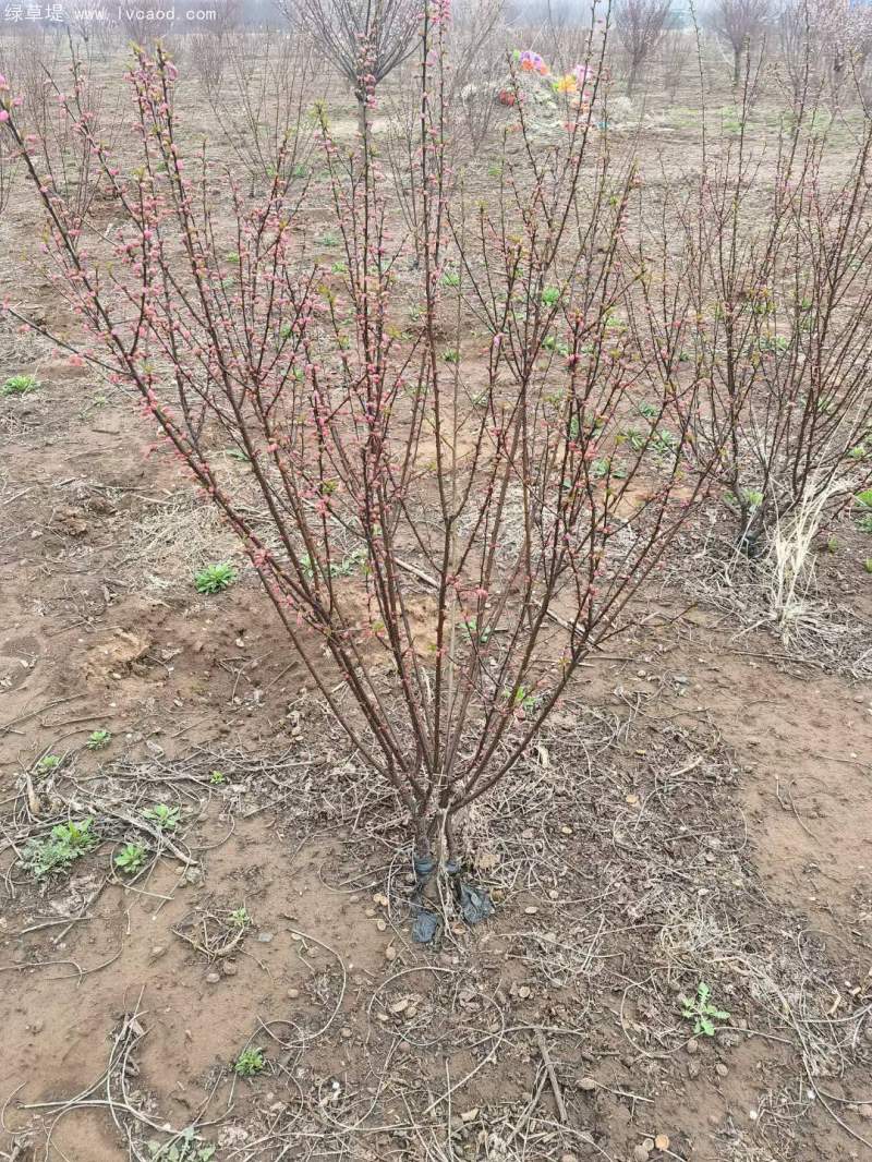 叢生榆葉梅春天開花花朵