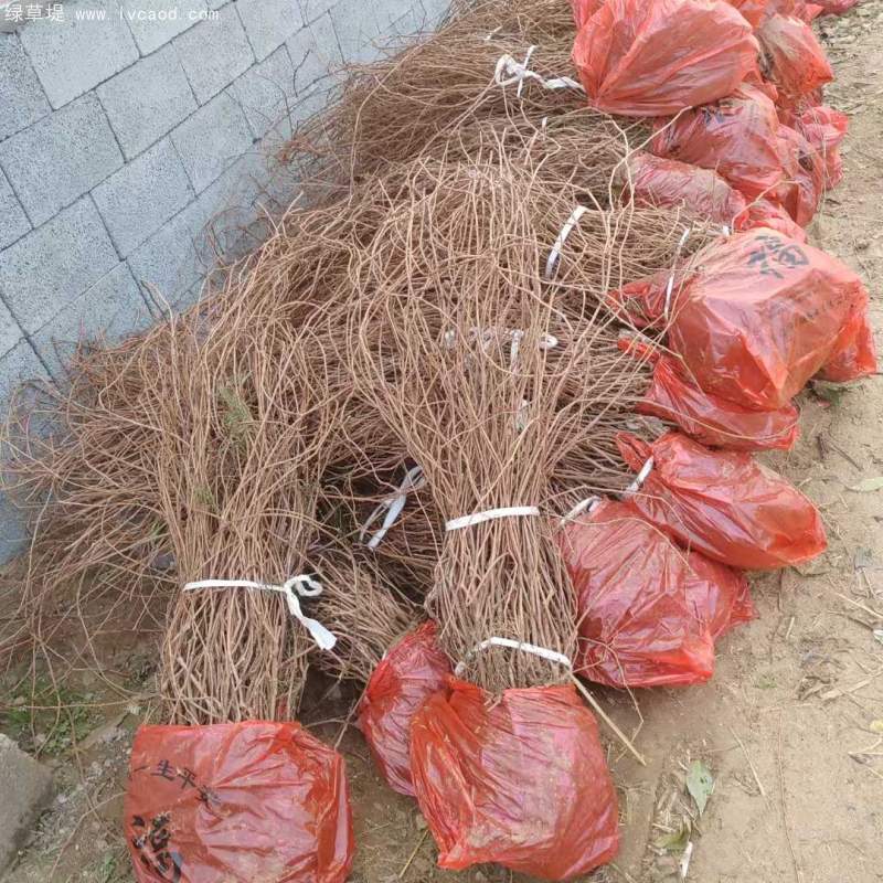 爬山虎苗