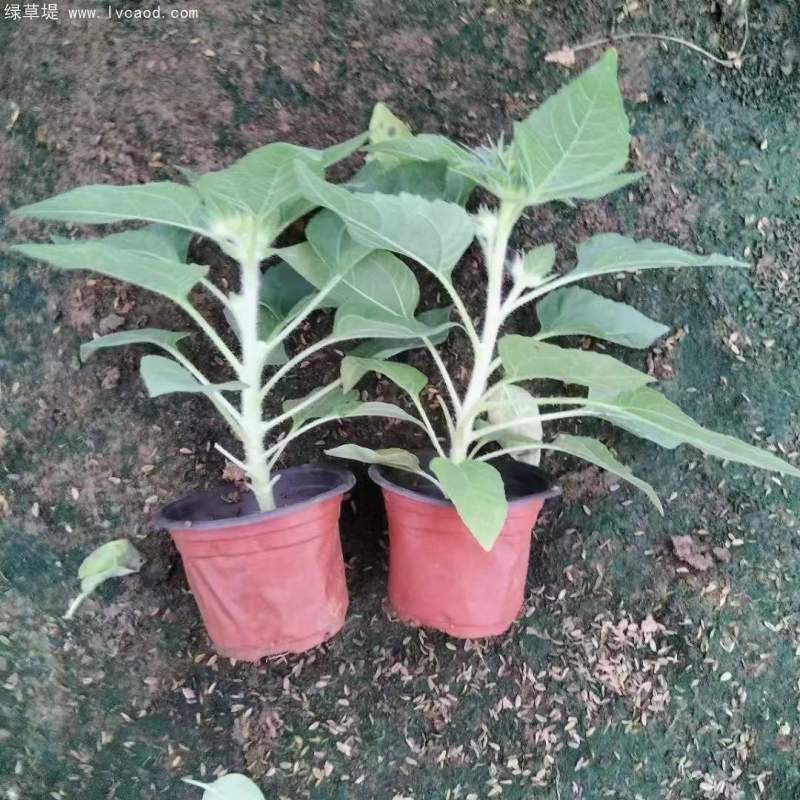 向日葵盆栽杯苗