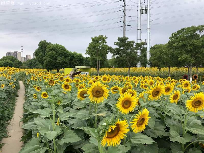 向日葵花海