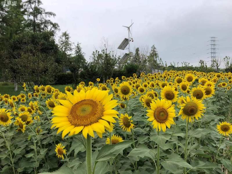 向日葵花海