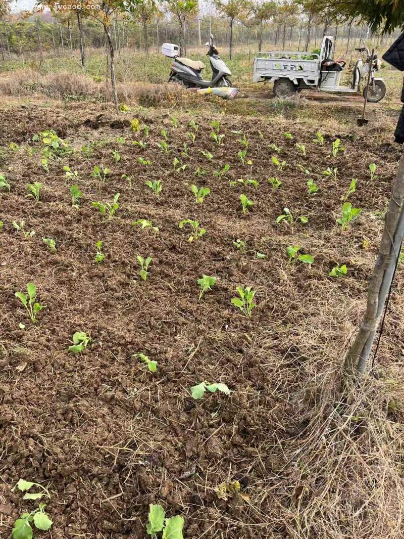 油菜苗栽植
