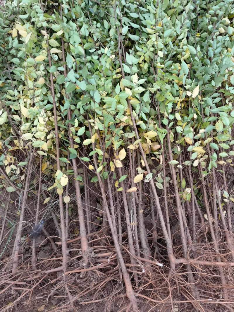 榆樹苗小苗