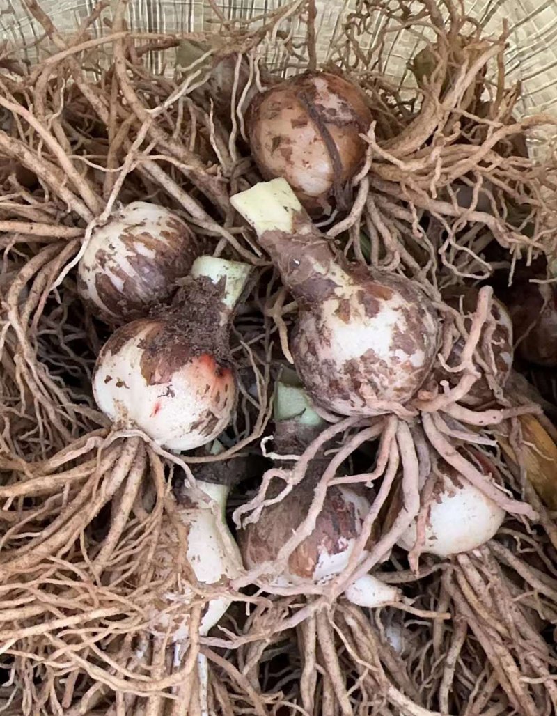 朱頂紅種球種根花苗