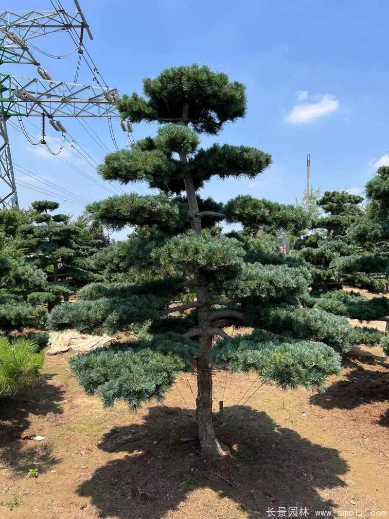 造型五針?biāo)?/>
</p>
<p style=