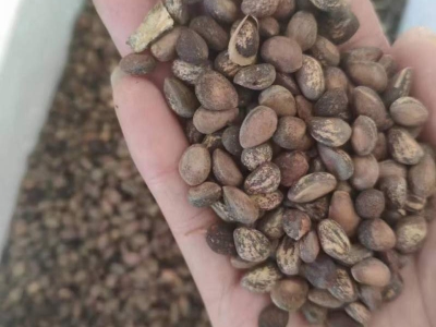 五針?biāo)煞N子小苗