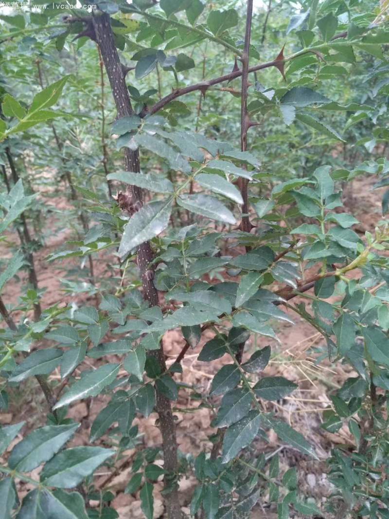 花椒樹(shù)葉子