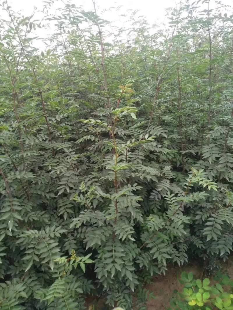 花椒樹(shù)苗小苗花椒苗