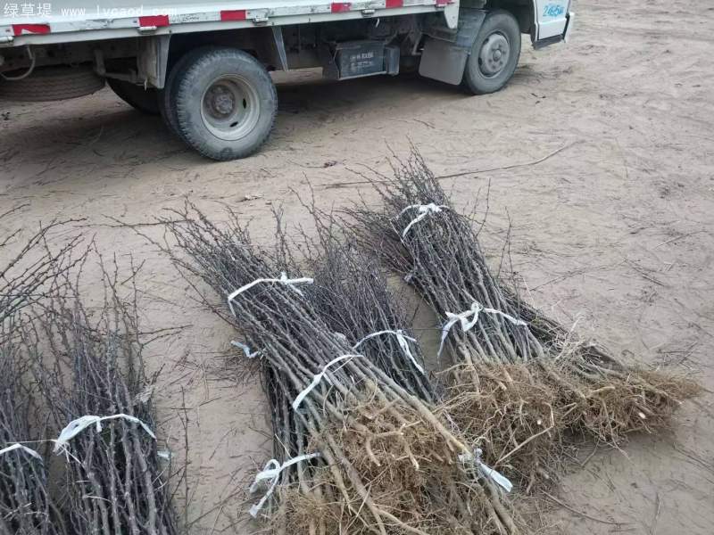 花椒樹(shù)苗小苗花椒苗