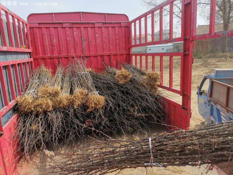 花椒樹(shù)苗小苗花椒苗