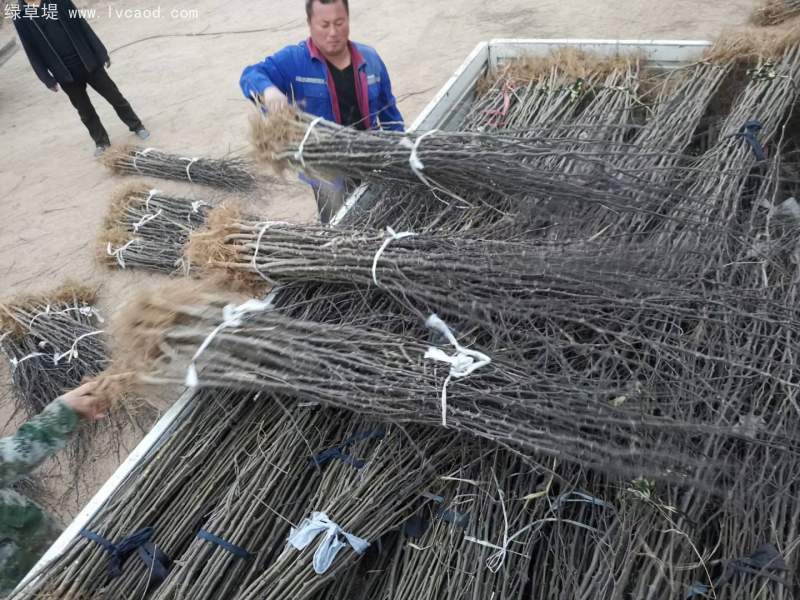 花椒樹(shù)苗小苗花椒苗