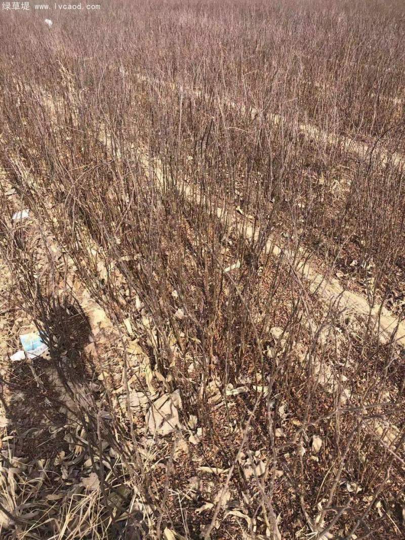 花椒樹(shù)苗小苗花椒苗