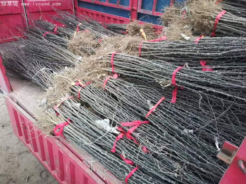 花椒樹(shù)苗小苗花椒苗