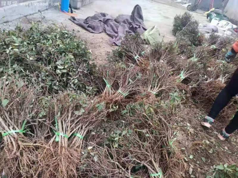 金銀花苗小苗樹(shù)苗