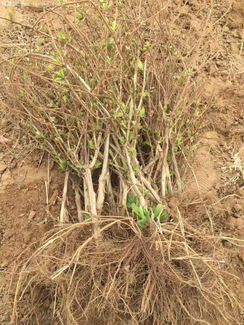 金銀花苗小苗樹(shù)苗