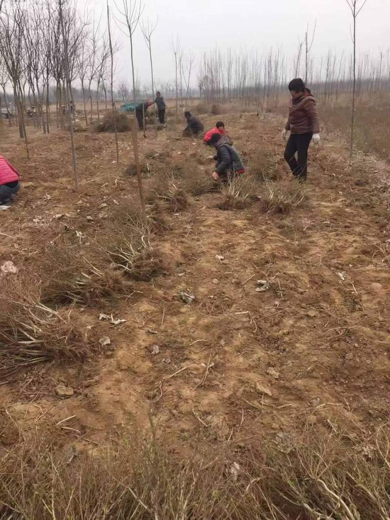 金銀花苗小苗樹(shù)苗