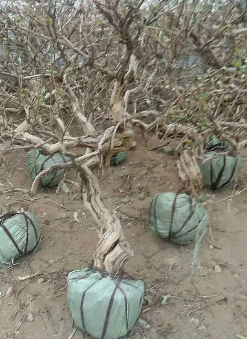 金銀花樹(shù)老樁