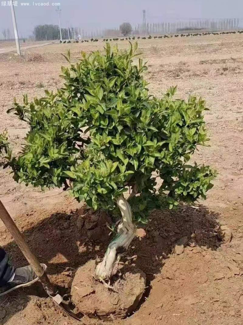 金銀花樹(shù)老樁