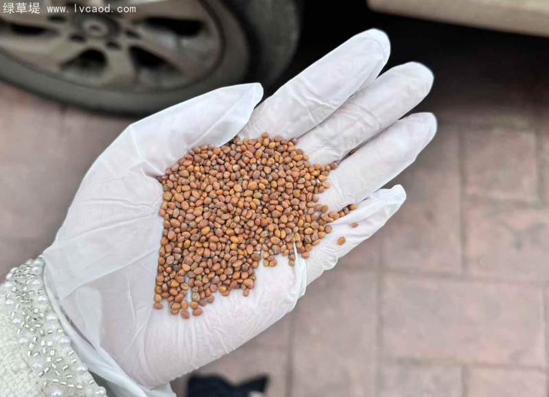 肥田蘿卜種子綠肥植物