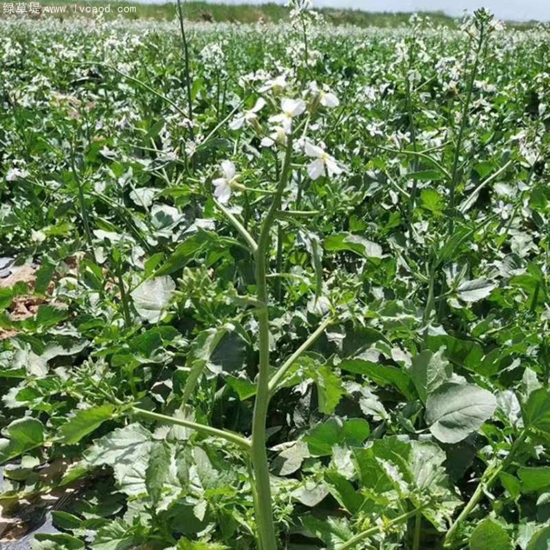 肥田蘿卜育種基地