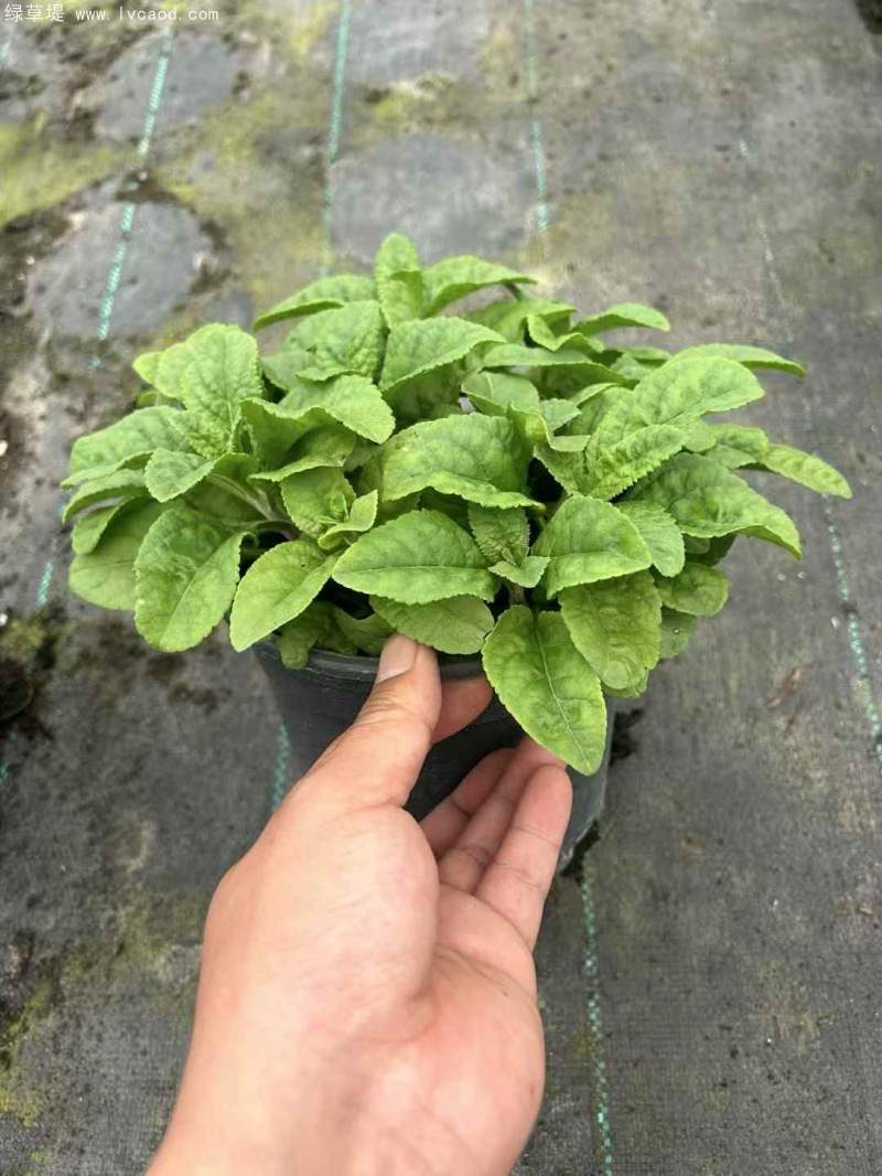 1加侖婆婆納盆栽杯苗花鏡