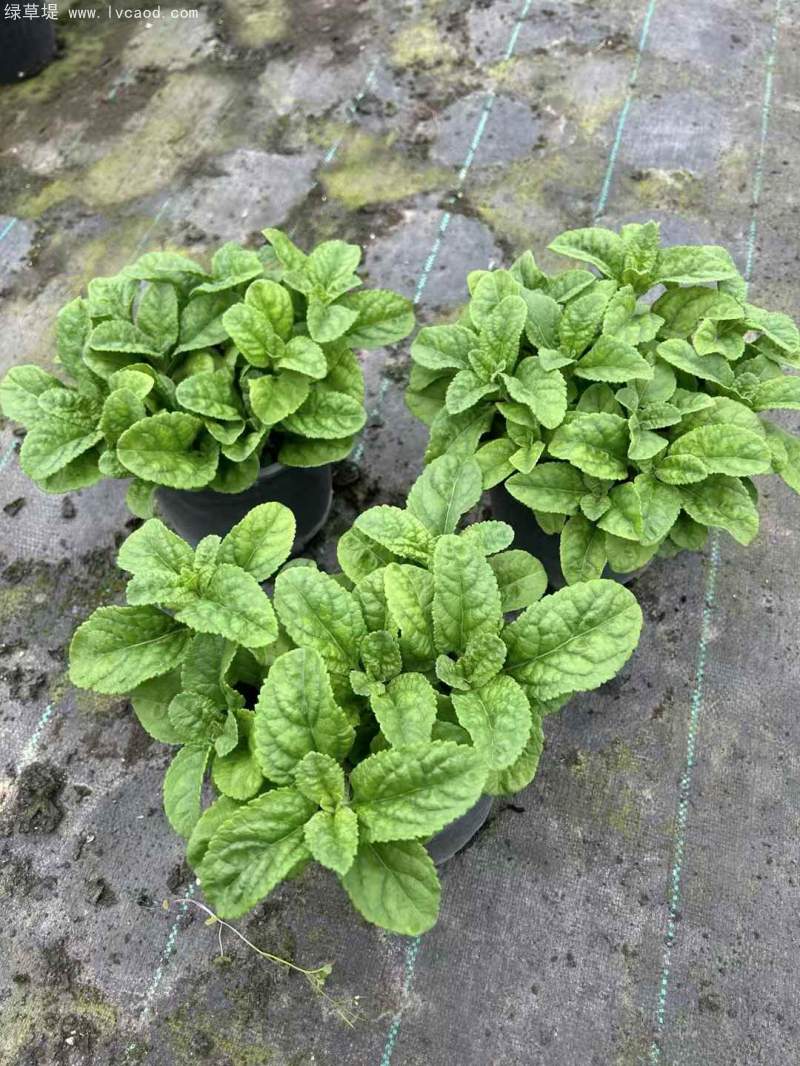 1加侖婆婆納盆栽杯苗花鏡