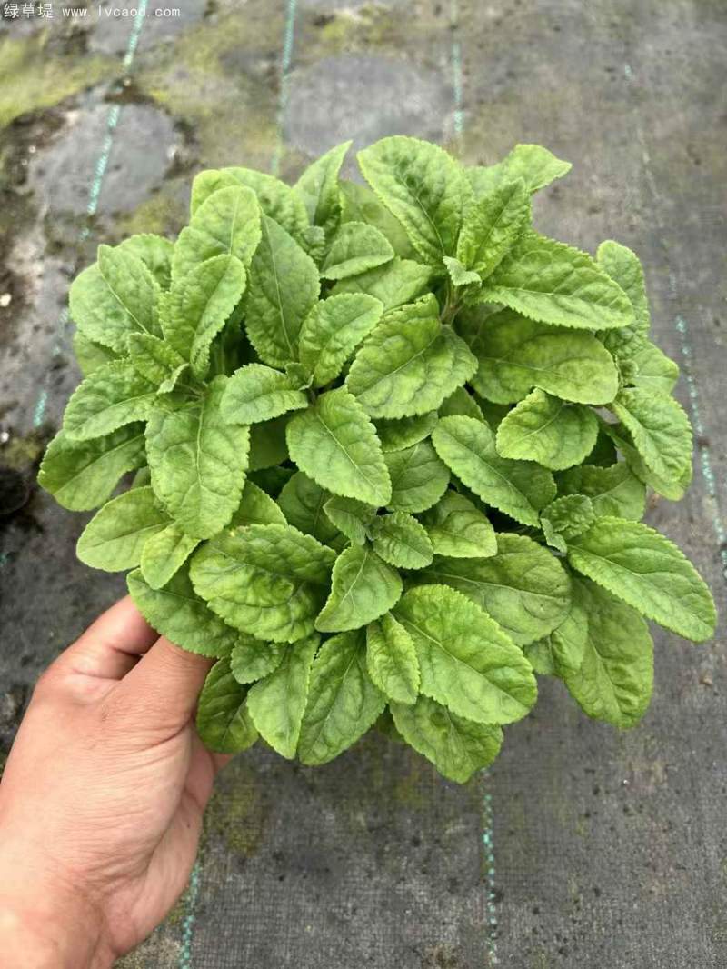 1加侖婆婆納盆栽杯苗花鏡