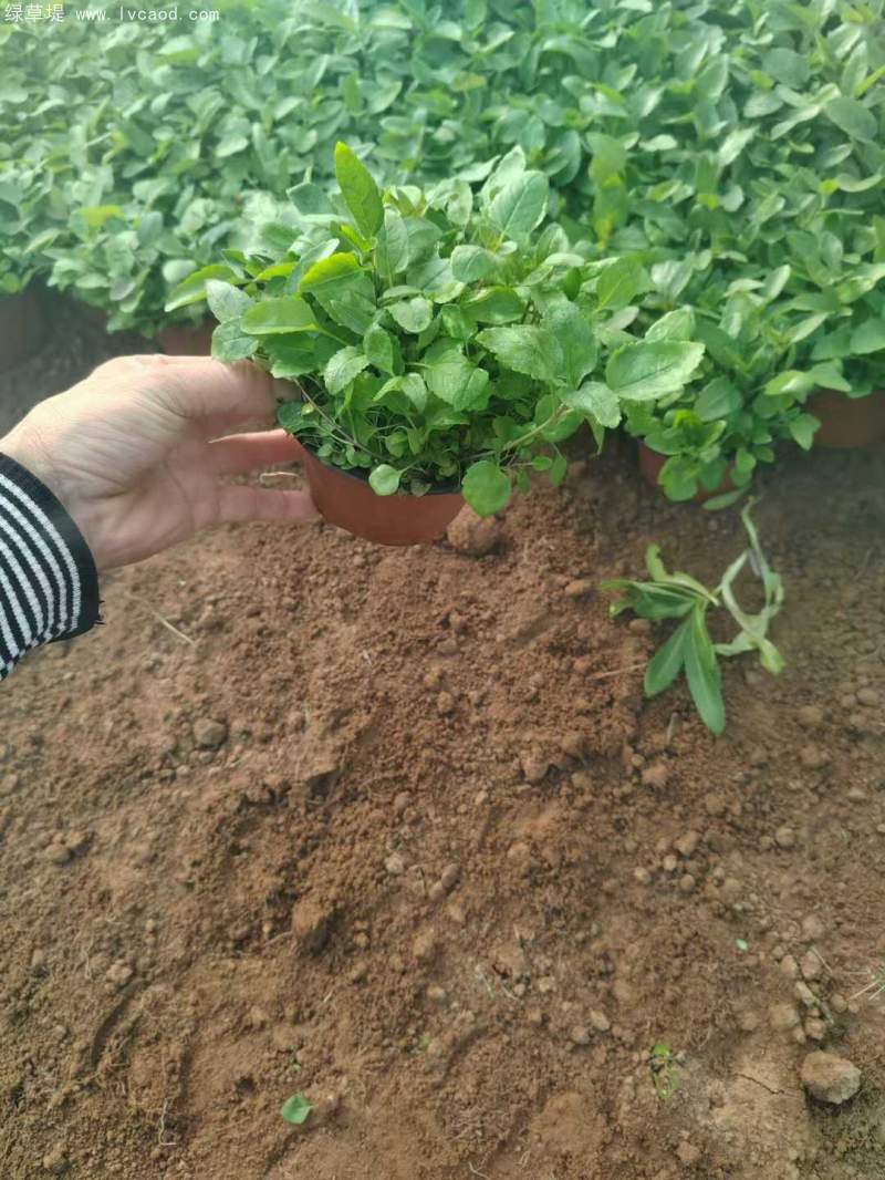 婆婆納盆栽杯苗120雙色盆