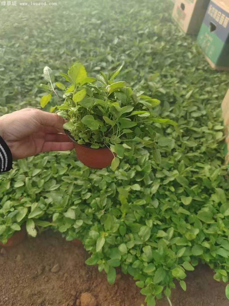 婆婆納盆栽杯苗120雙色盆