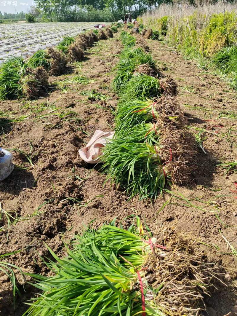 萱草地苗大田苗