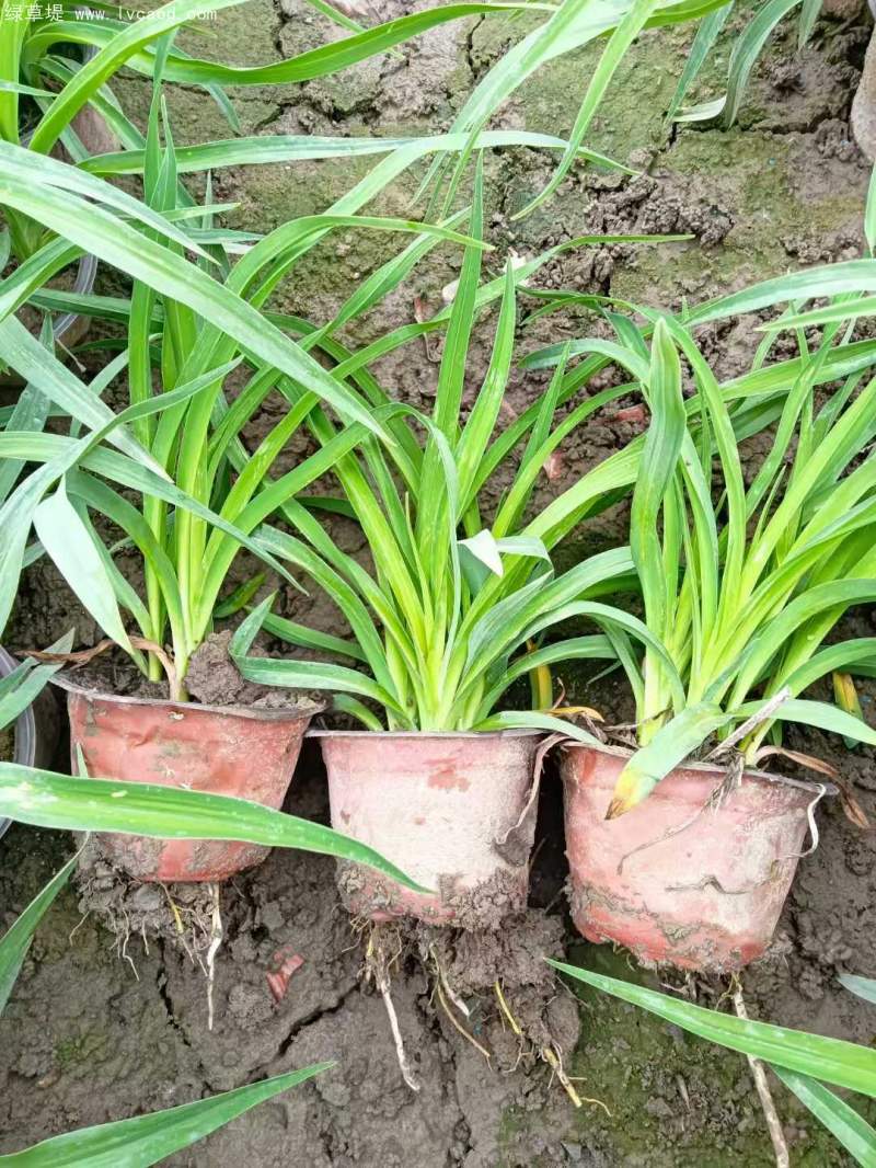 萱草盆栽